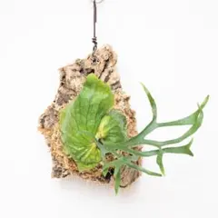 momo(プロフ必読)様 リクエスト 2点 まとめ商品