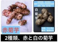 岐阜県産、自然栽培 、赤と白菊芋、小粒種芋 各5個ランダム