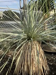 ボーカルネア ストリクタ ブルー 希少 植物 - メルカリ