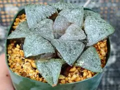 2025年最新】ピクタ錦 ハオルチアの人気アイテム - メルカリ