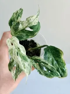 2026年最新】モンステラアダンソニーの人気アイテム - メルカリ