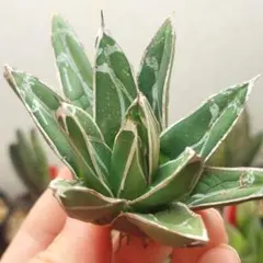 2026年最新】アガベ姫笹の雪の人気アイテム - メルカリ