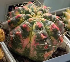 井山都実世様 リクエスト 3点 まとめ商品