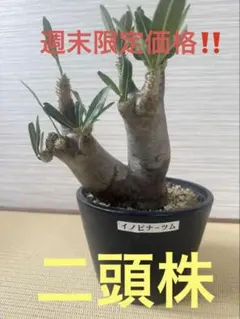 パキポディウム イノピナーツム 多頭株 パキポディウム イノピナーツム 多頭株 - メルカリ