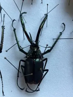 2026年最新】チリクワガタの人気アイテム - メルカリ