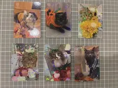 猫カフェmocha にゃんずトレカ わくわく夏祭り 吉祥寺店 - メルカリ