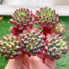 かっちゃん様 リクエスト 5点 まとめ商品