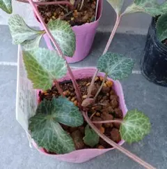 2026年最新】斑入りクリスマスローズの人気アイテム - メルカリ