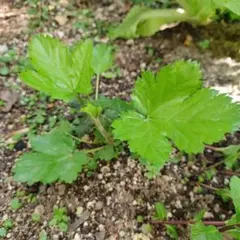 ぶちねこ様 リクエスト 2点 まとめ商品