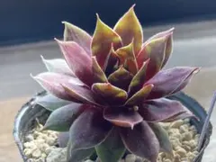 レナ＆リオ様 リクエスト 2点 まとめ商品