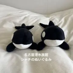 名古屋港水族館 シャチぬいぐるみ