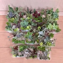 訳あり　多品種　カラフル　育て方メモ　多肉植物　紅葉が綺麗❤️14つセット
