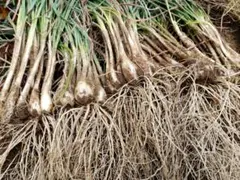 収穫したて 茎付きニンニク 産地直送 5キロ - メルカリ