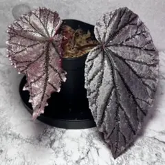 Begonia ベゴニア クアドリアラータ ニンバエンシス❣️原種ベゴニア
