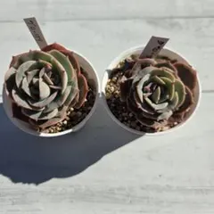 Skr3.7様 リクエスト 2点 まとめ商品