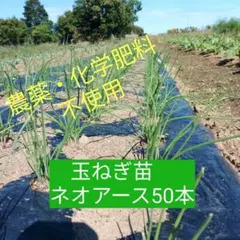 ふく様 リクエスト 2点 まとめ商品