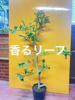 トゲ無しこぶみかん2点セット こぶみかん (トゲ無し) 3 - メルカリ