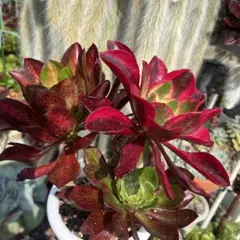 多肉植物。 魅影法師錦8頭抜き苗 - メルカリ