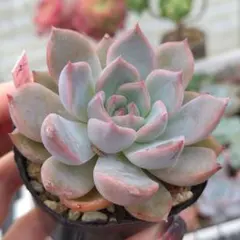 多肉植物 エケベリア 実生苗 緋日✕コロラータ 抜き苗のサムネイル