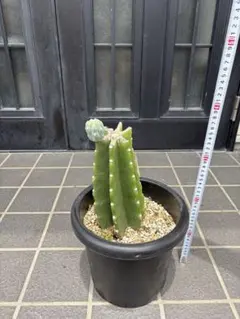 柱サボテン 子株付きのサムネイル