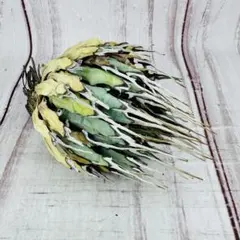 2025年最新】エボリスピナ ベアルートの人気アイテム - メルカリ