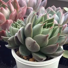 多肉植物　エケベリア　双頭SP株　抜き苗！！