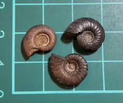 2026年最新】北海道産アンモナイトの人気アイテム - メルカリ