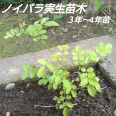 2026年最新】台木 バラの人気アイテム - メルカリ
