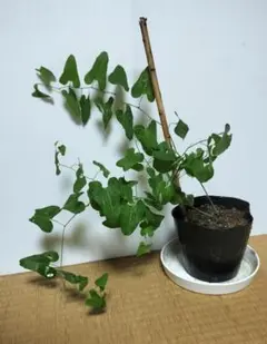 HW+商談中【農薬不使用】ウマノスズクサ／馬鈴草 小苗 3苗／株 2025年最新】ウマノスズクサの苗の人気アイテム - メルカリ