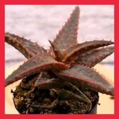 2026年最新】ロウルサンコさん苗の人気アイテム - メルカリ