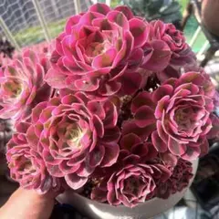 多肉植物。 男神法師錦抜き苗 - メルカリ