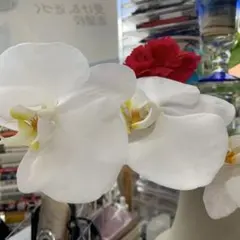 まんだじゅんじゅん様専用　理科オーダーと3年間の国文法オリジナル復習品