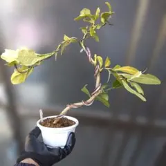 yk241200様 リクエスト 2点 まとめ商品