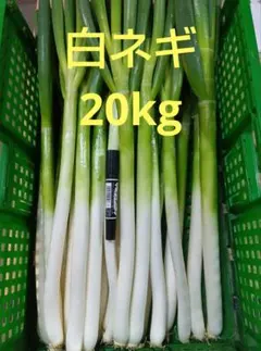 深谷ねぎ むきネギ 20kg 細め多め - メルカリ