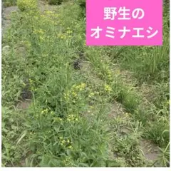 こみゆい様 リクエスト 4点 まとめ商品