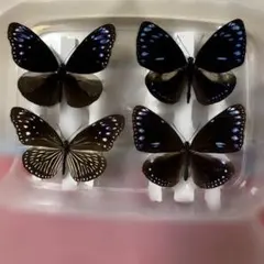 2026年最新】ツマムラサキマダラの人気アイテム - メルカリ