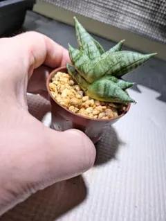 2026年最新】サンスベリア サンセベリア 観葉植物の人気アイテム