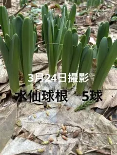 セイちゃん様 リクエスト 2点 まとめ商品