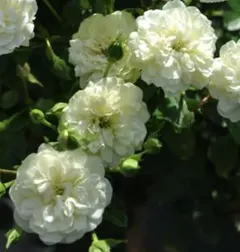 ミニバラ苗　挿し木苗　グリーン