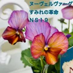 2025年最新】ヌーヴ 苗の人気アイテム - メルカリ