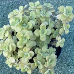 専用　アロマティカス抜き苗