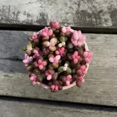 ＊PANPAN＊様 リクエスト 2点 まとめ商品