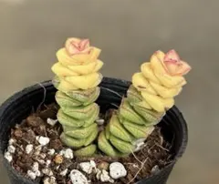 多肉植物❄︎クラッスラ❄︎舞乙女錦❄︎黄斑❄︎カット苗