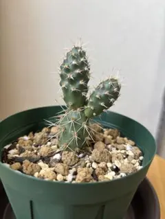 澤口様 リクエスト 2点 まとめ商品