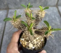 実生 ギラウミニアナ 分頭 ユーフォルビア 灌木 塊根植物 コーデックス