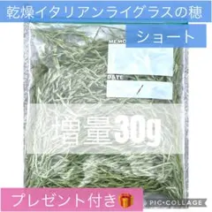 乾燥イタリアンライグラスショート30g プレゼント付無農薬 まもなくシーズン終了のサムネイル
