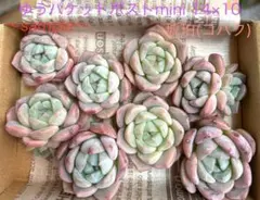 はちみつ様 リクエスト 2点 まとめ商品