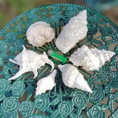 白い貝殻 6個セット