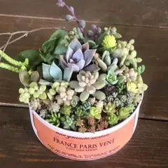 そのまま飾れます❤️ カラフル　紅葉　多肉植物　寄せ植え　育て方メモつき