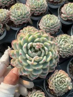 Top【選抜株】多肉植物　264583ホワイト マリア錦　24個　鉢無し/脱土 2026年最新】ホワイトミニマ錦の人気アイテム - メルカリ
